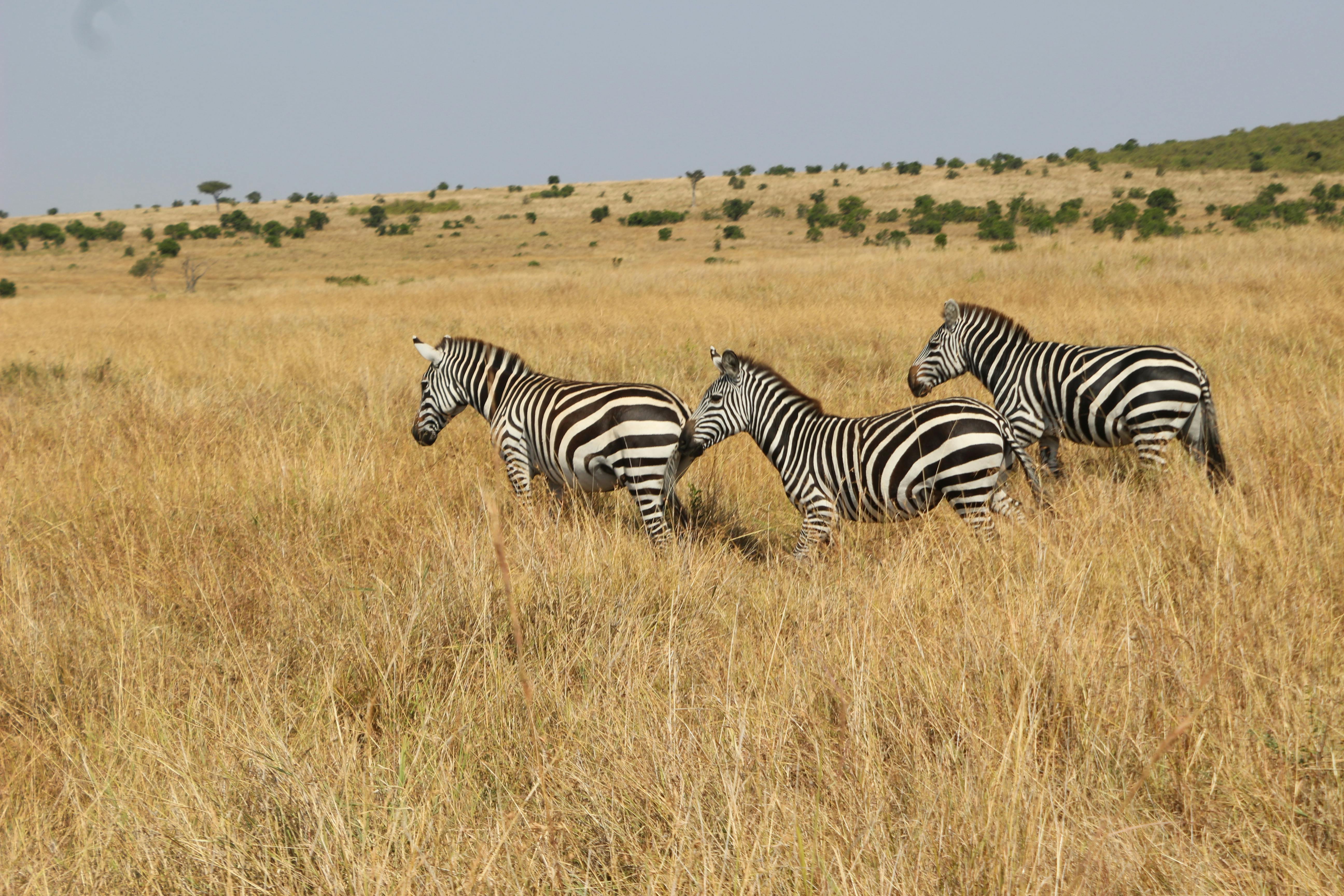 3-Days Maasai Mara Safari
