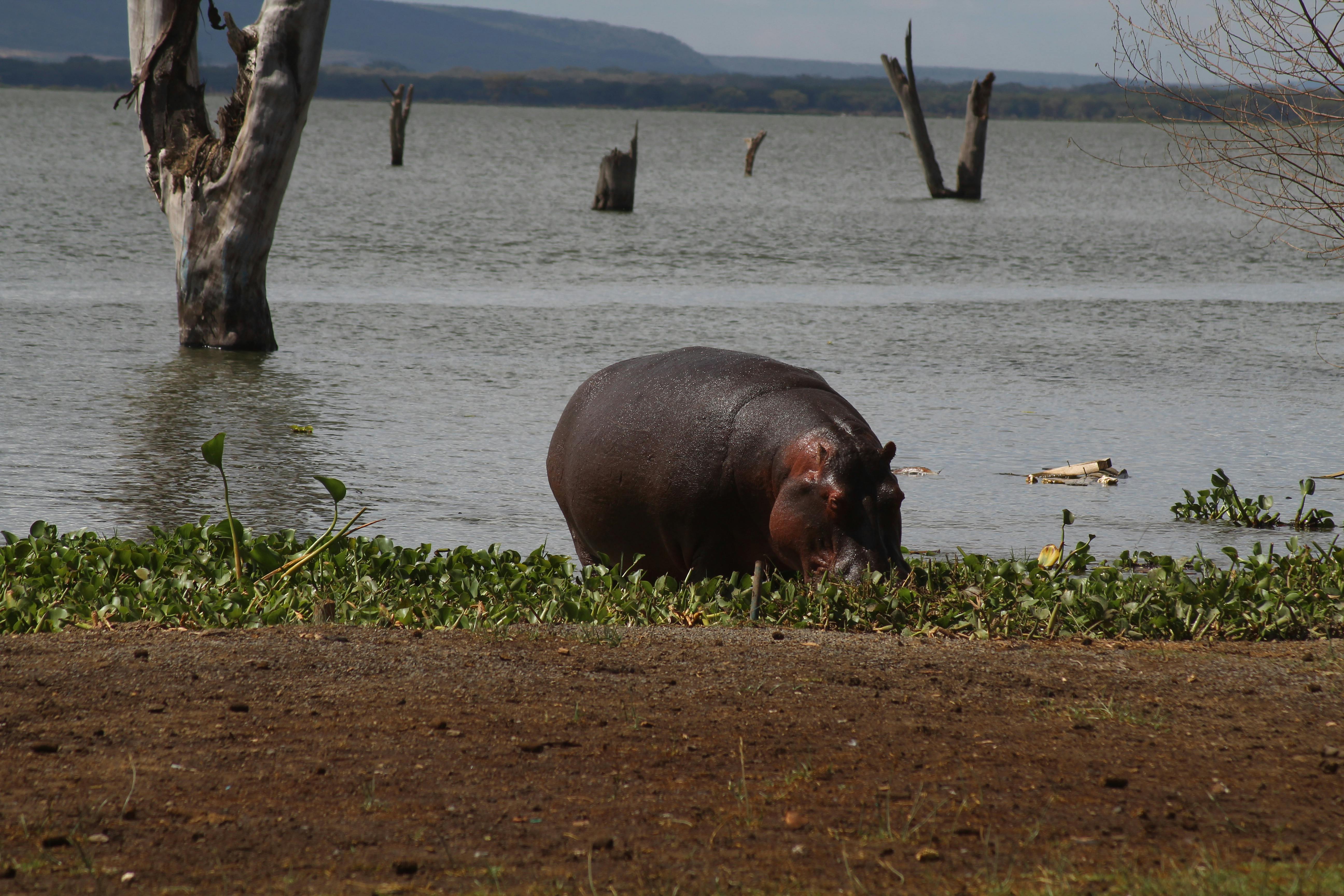 6-Days Lake Nakuru, Lake Naivasha & Maasai Mara