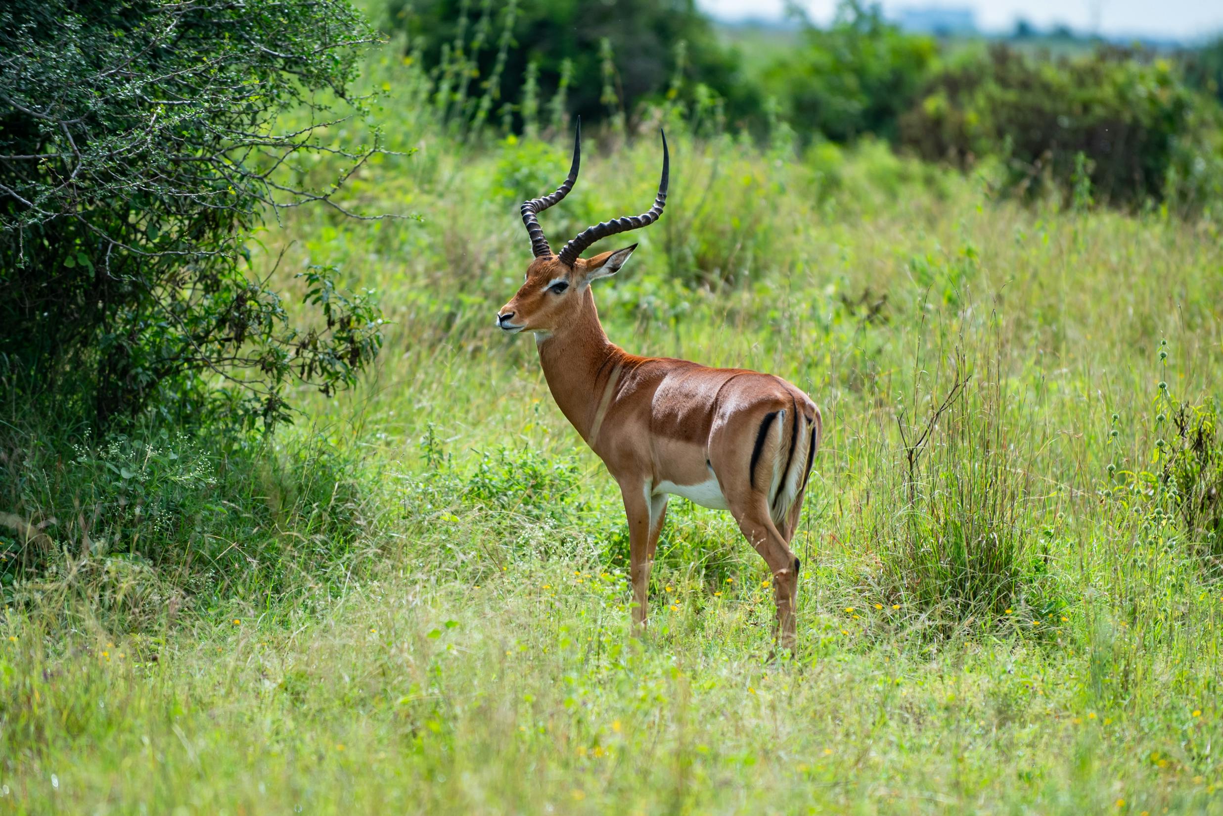 5-Days Nairobi National Park & Coastal Beach