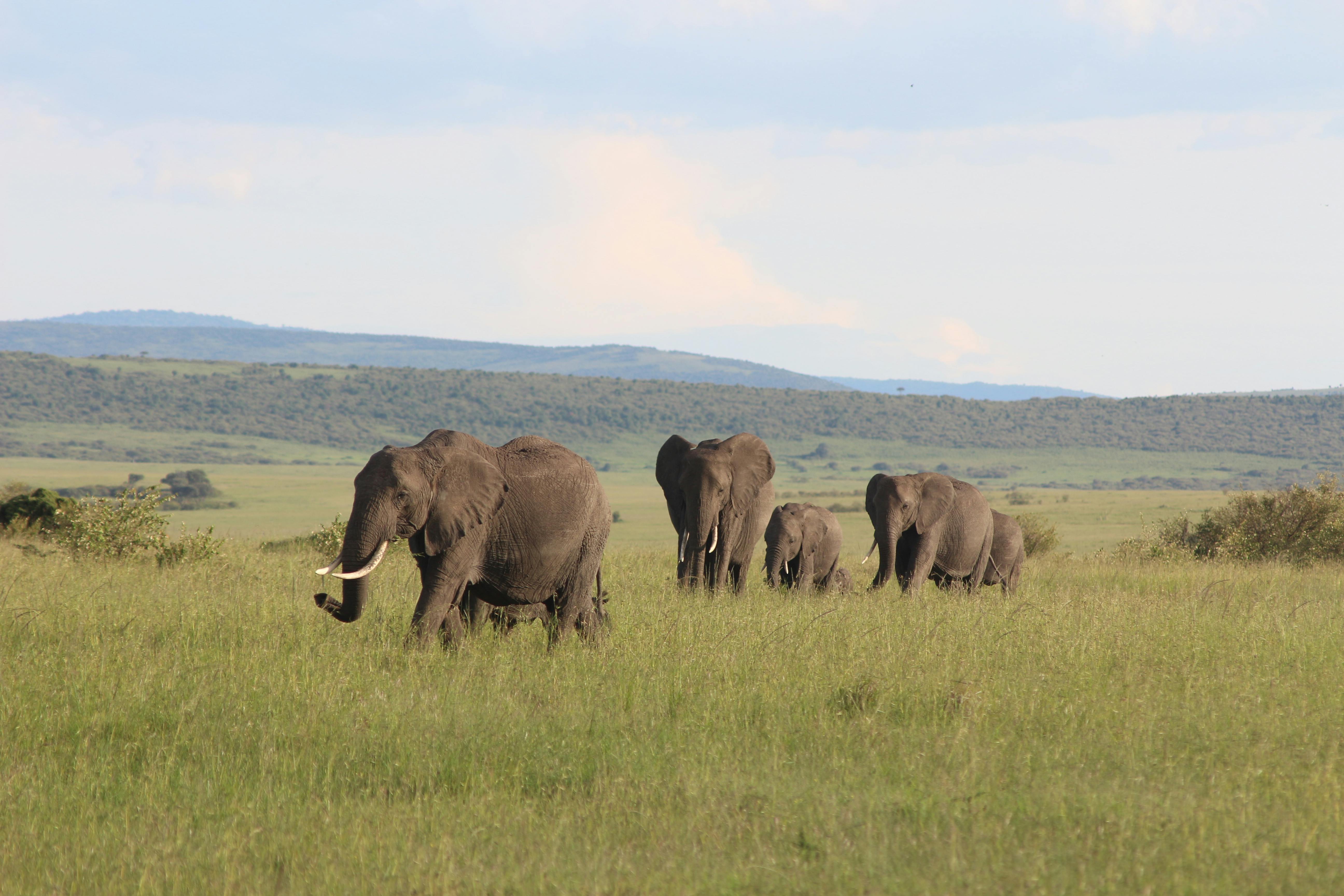 7-Days Kenya Safari Experience