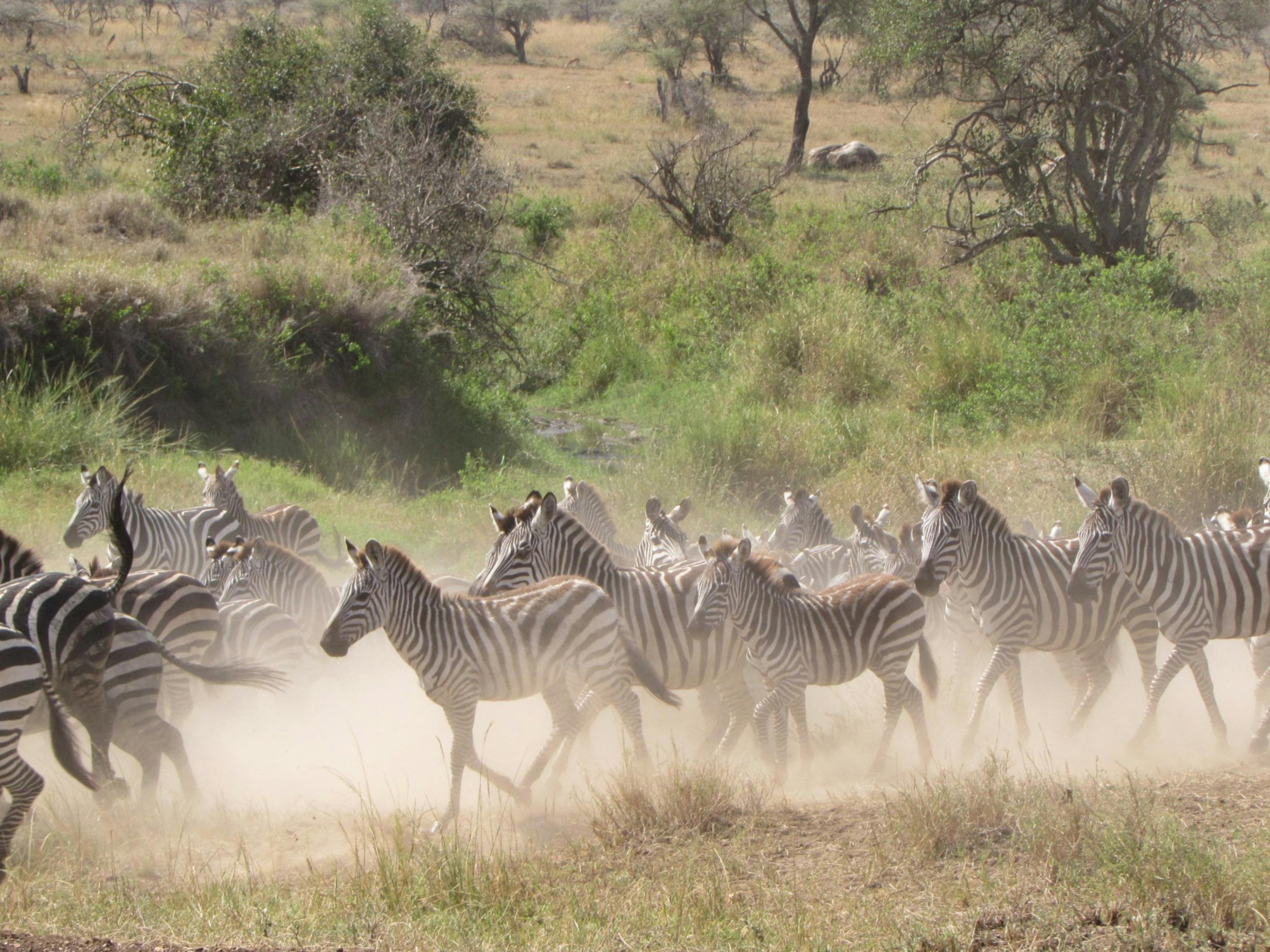 3-Day Tanzania Safari - Tarangire, Lake Manyara & Ngorongoro Crater