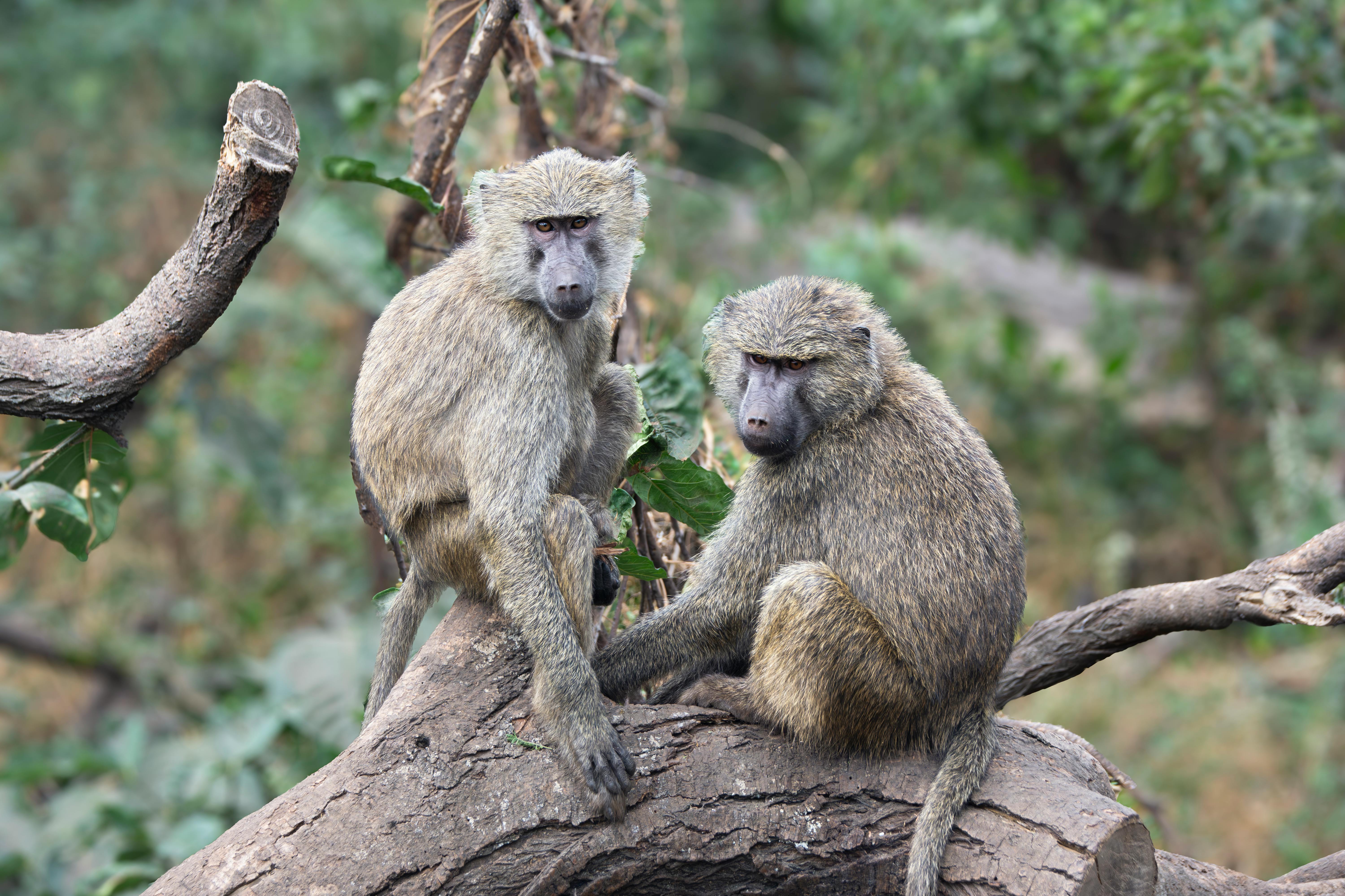 6-Day Uganda Primate Safari