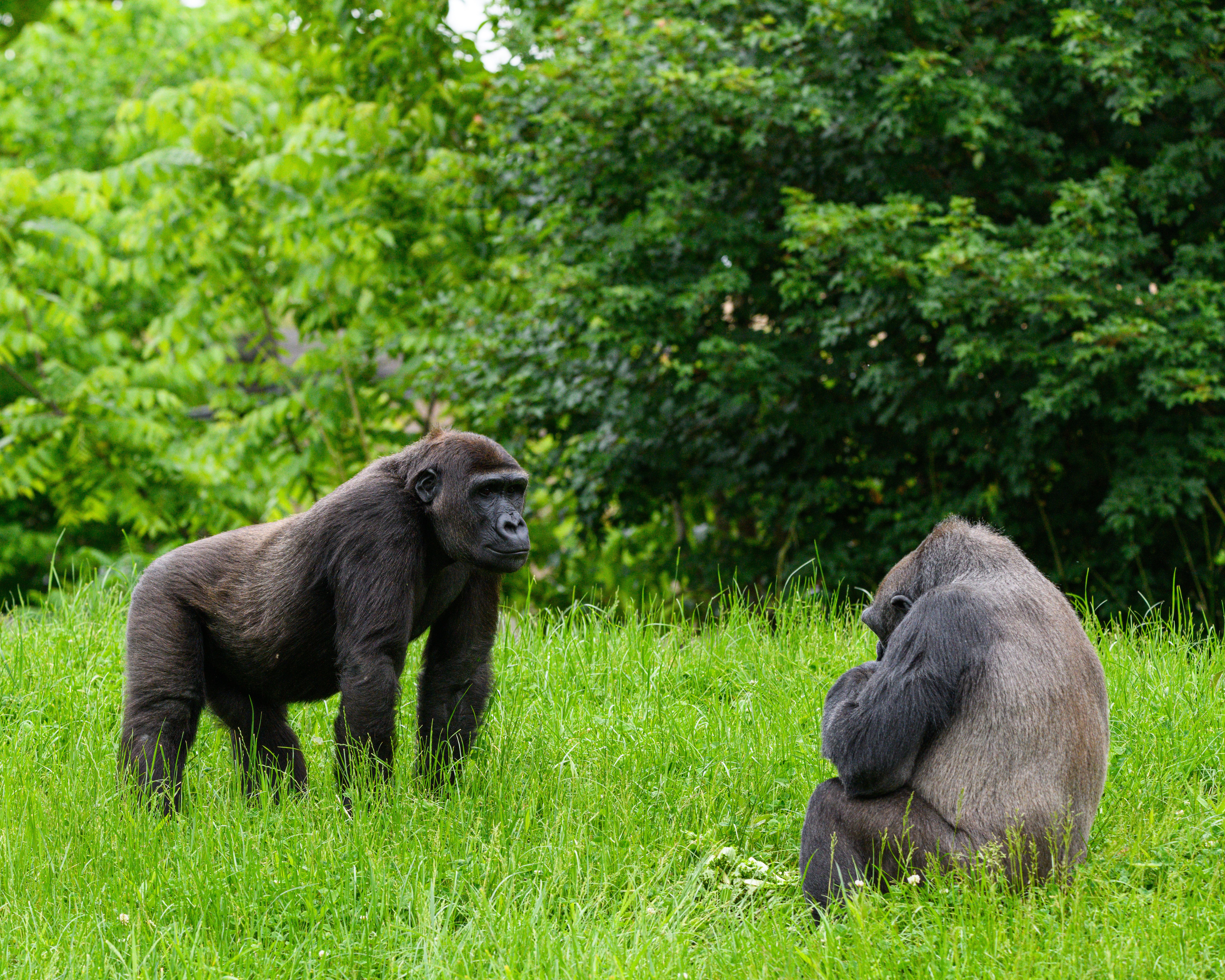 8-Day Exploring Rwanda & Trekking Gorillas